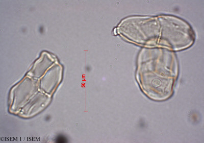 ISEM 1/Apocynum_corniculatum_27986/Apocynum_corniculatum_27986_0001(copy)_thumb.jpg